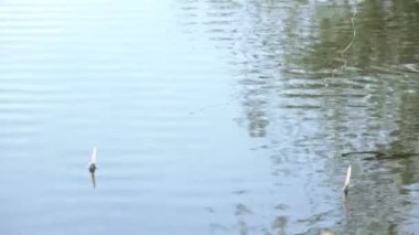 Sakin su Nehri üzerinde yüzen