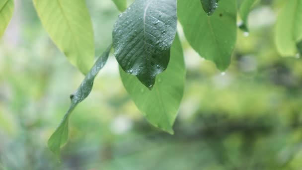 Walnussblätter bei Regen — Stockvideo