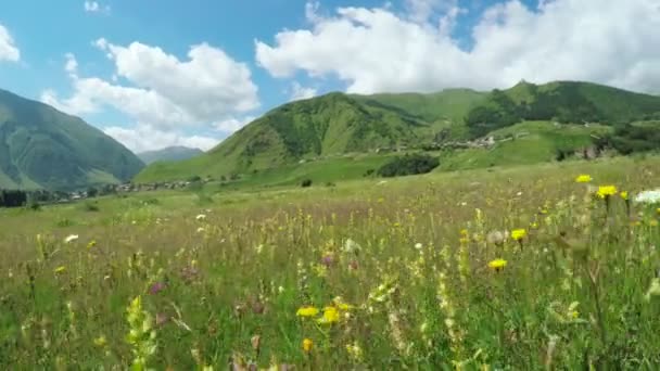 Path in alpine meadows — Stock Video