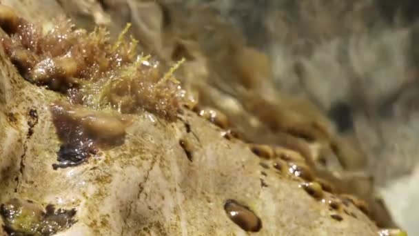 Mořské řasy na kameni nad vodou — Stock video