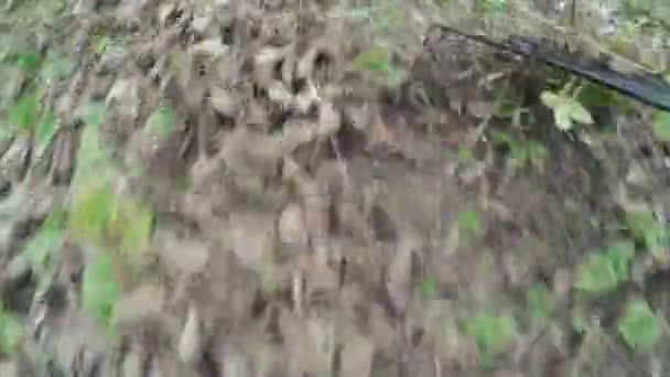 Cleaning leaves on nature — Stock Video