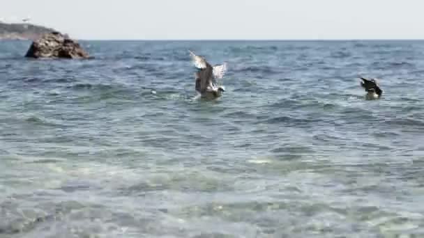 海鸥在海水上 — 图库视频影像