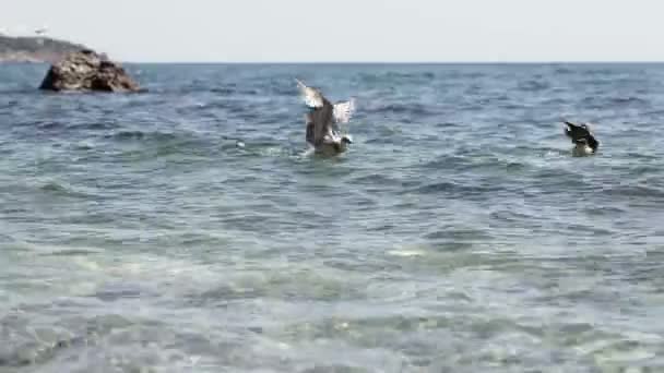 Möwe auf Meerwasser — Stockvideo