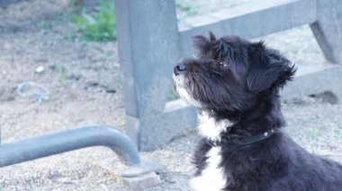 Köpek Gıda soran sokak