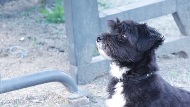 Stray comida cão perguntando — Vídeo de Stock