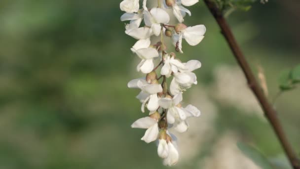 Flores de acacia en el árbol — Vídeos de Stock