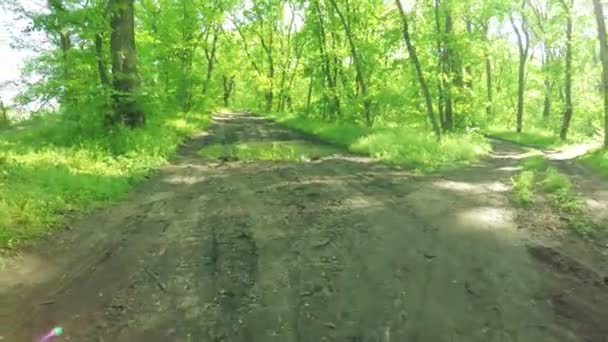 Дорога в лесу весной — стоковое видео