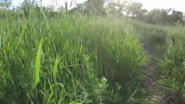 Chodnik wśród wysokiej trawy — Wideo stockowe