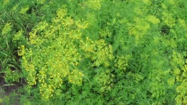 Flowering dill on nature — Stock Video