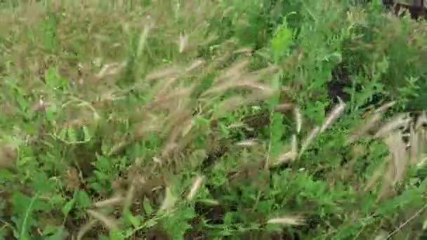 Culture de foin d'herbe 