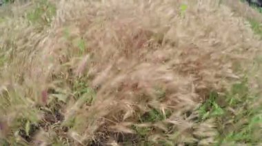 Çimen saman yetiştirilmesi