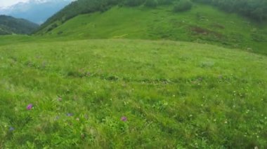 Alpine meadows yolundaki