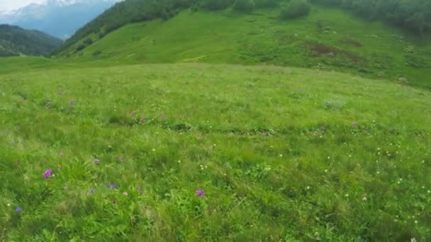 Camino en prados alpinos — Vídeos de Stock