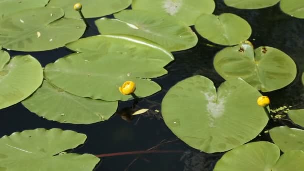 Water lily yellow summer — Stock Video