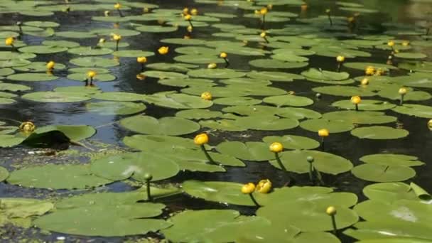 Gele waterlelie zomer — Stockvideo