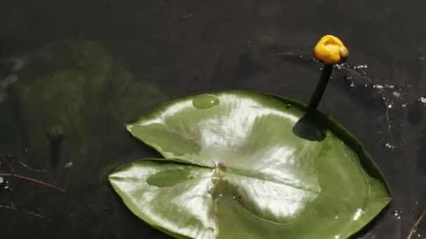 Water lily yellow summer — Stock Video