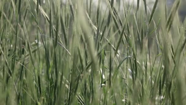 Vilda blomma tidigt på morgonen — Stockvideo