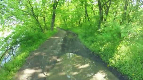 Road in forest spring — Stock Video