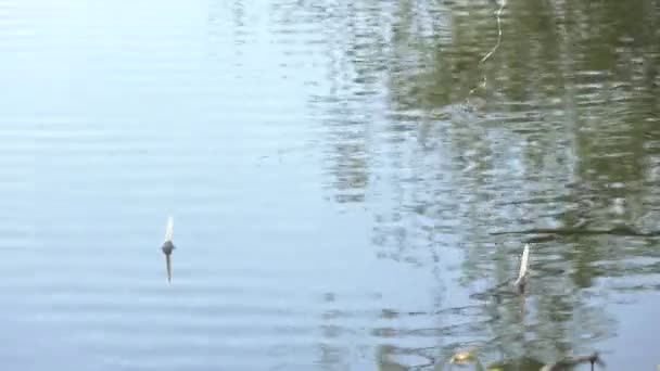 Поплавки на спокойной воде — стоковое видео