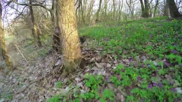 Frühlingswald auf der Natur — Stockvideo