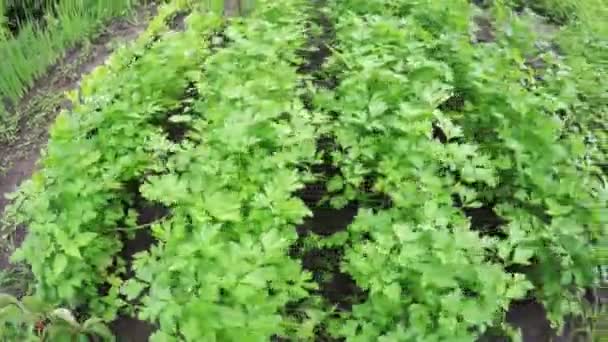 Lit de jardin persil 