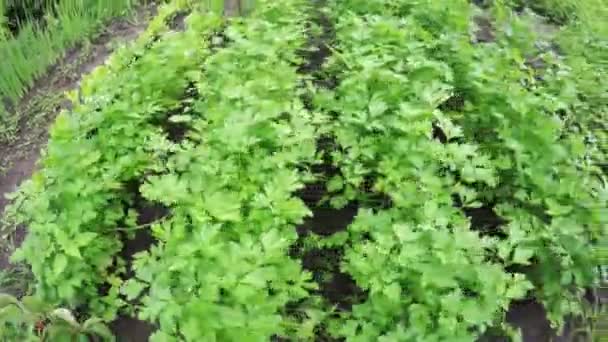 Garden bed parsley — Stock Video