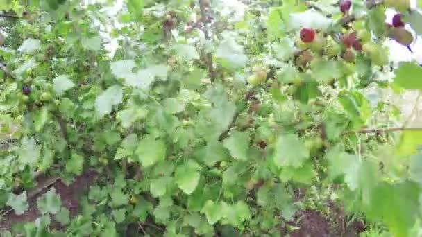 Buisson de groseilles sur la nature 