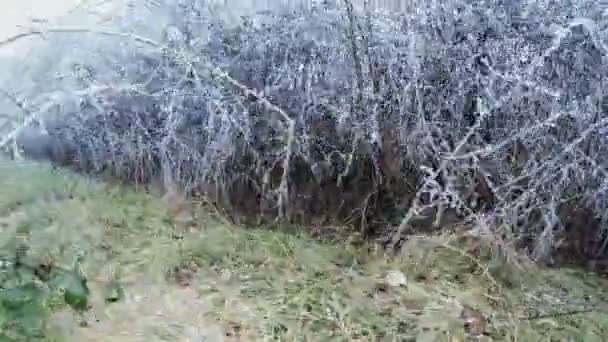 Hoarfrost em arbustos — Vídeo de Stock