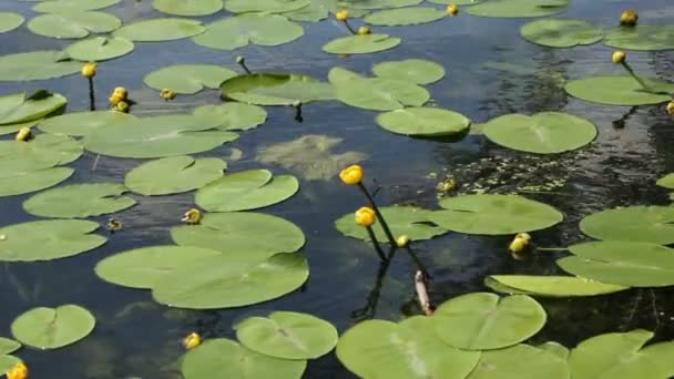 Lirio de agua amarillo verano — Vídeos de Stock