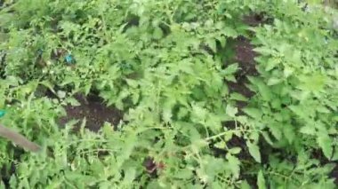 Doğa domatese lahanası