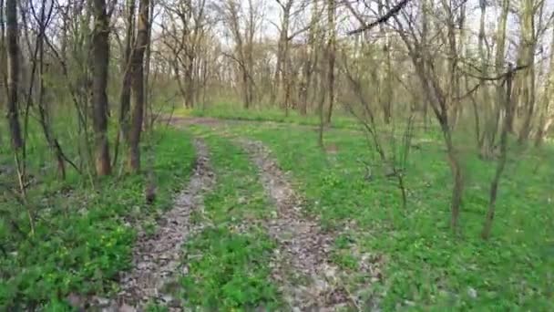 Strada nella foresta primavera — Video Stock