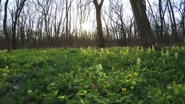 Весенний лес на природе — стоковое видео