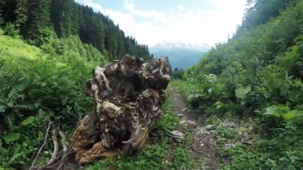 Camino en prados alpinos — Vídeos de Stock