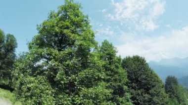 Asansörler yaz dağlarında