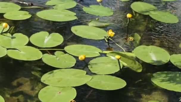 Água lírio verão amarelo — Vídeo de Stock