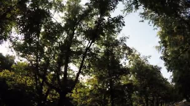 Callejón en parque de la ciudad — Vídeo de stock