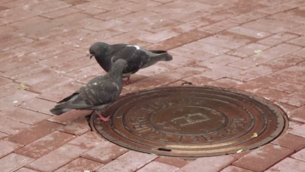 Tauben trinken Wasser — Stockvideo