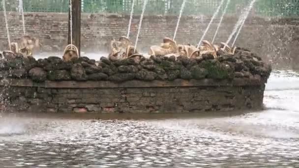 Figuur kikker in fontein — Stockvideo