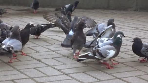 Las palomas comen pan en el parque — Vídeos de Stock