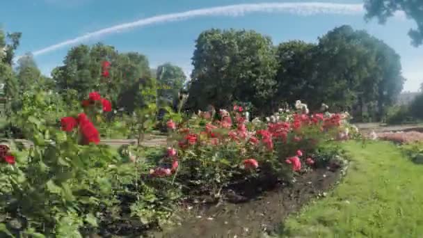 Цветочный сад в городском парке — стоковое видео