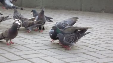 Güvercinler ekmek Park'ta yemek.