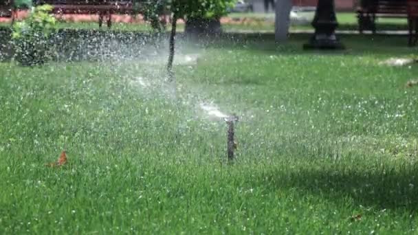 Sprinkler irrigation in park — Stock Video