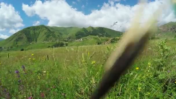 Caminho em prados alpinos — Vídeo de Stock