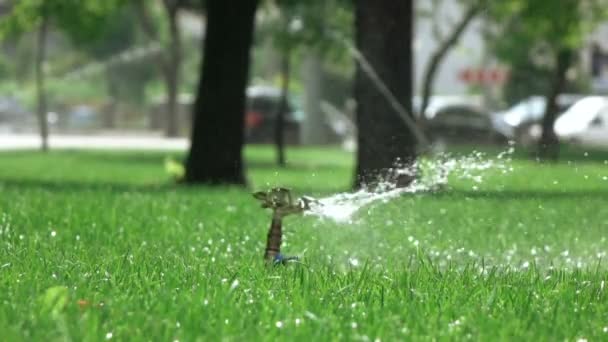 Sprinkler irrigation in park — Stock Video