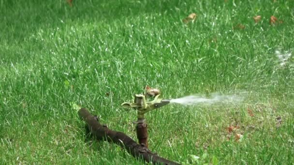 Sprinkler irrigation in park — Stock Video