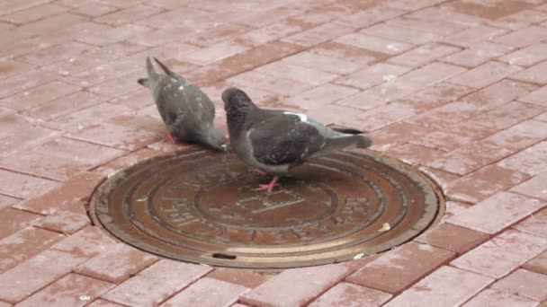 Tauben trinken Wasser — Stockvideo