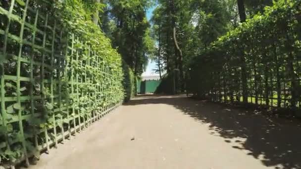 Grüne Zimmer Sommergarten — Stockvideo