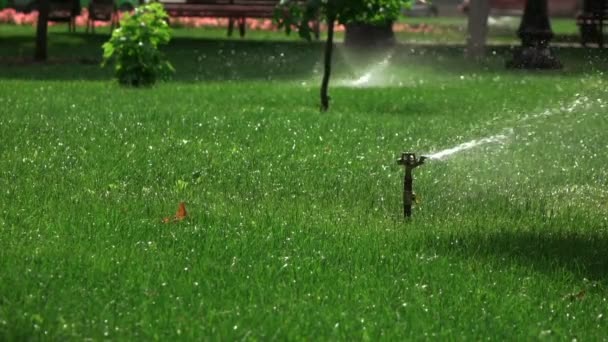 Sprinkler irrigatie in park — Stockvideo