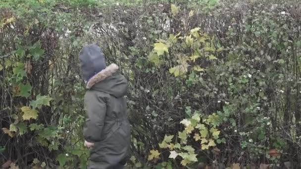 Un niño recoge bayas en un arbusto de una baya de nieve blanca — Vídeos de Stock