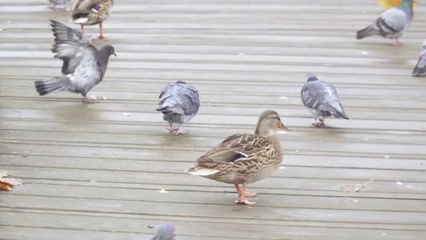 Enten und Tauben spazieren — Stockvideo